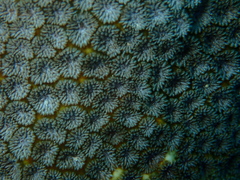 Leptastrea transversa