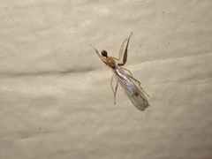 Hemerodromia superstitiosa