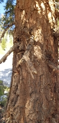 Pinus balfouriana