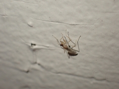 Hemerodromia superstitiosa