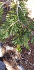 Pinus balfouriana