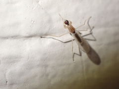 Hemerodromia superstitiosa