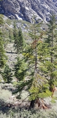 Pinus balfouriana