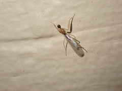 Hemerodromia superstitiosa