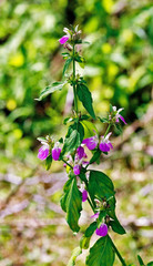 Justicia diclipteroides