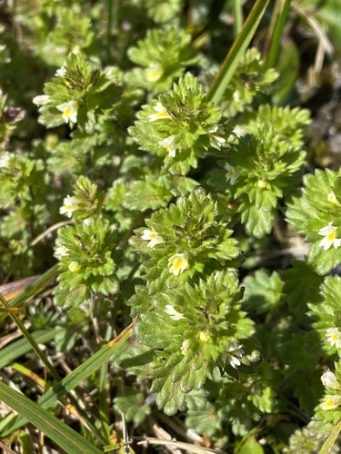 Euphrasia mollis iNat (3)