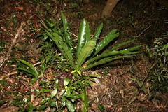 Asplenium australasicum
