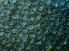 Leptastrea transversa