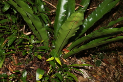 Asplenium australasicum