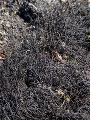 Pseudephebe pubescens