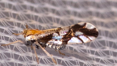 Liburniella ornata