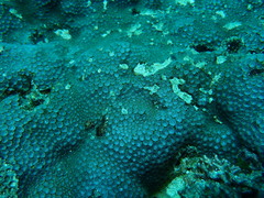 Leptastrea transversa