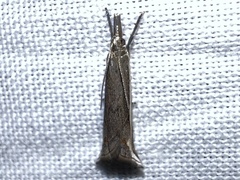 Raphiptera argillaceellus
