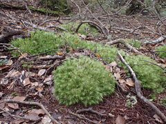 Dicranoloma dicarpum