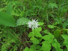 Thalictrum tuberiferum
