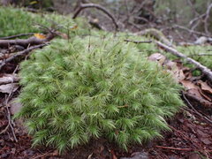 Dicranoloma dicarpum