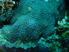 Leptastrea transversa