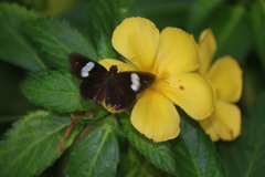 Notocrypta paralysos