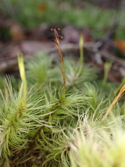 Dicranoloma dicarpum