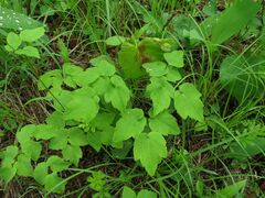 Thalictrum tuberiferum