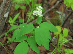 Thalictrum tuberiferum