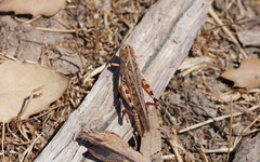 Dociostaurus maroccanus