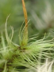 Dicranoloma dicarpum