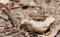 Dociostaurus maroccanus