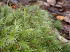 Dicranoloma dicarpum