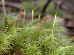 Dicranoloma dicarpum