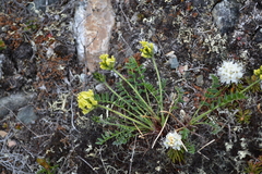 Oxytropis maydelliana