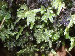 Hypnodendron arcuatum