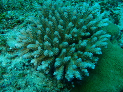 Acropora tenuis