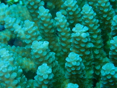 Acropora tenuis