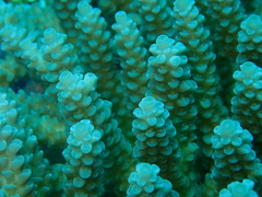 Acropora tenuis