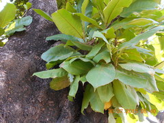Terminalia catappa