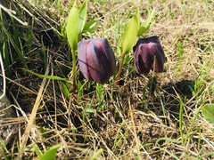 Fritillaria latifolia