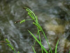 Carex augustinowiczii