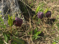 Fritillaria latifolia