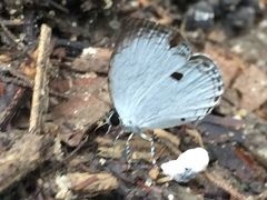 Neopithecops zalmora zalmora