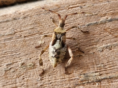 Leptoglossus clypealis