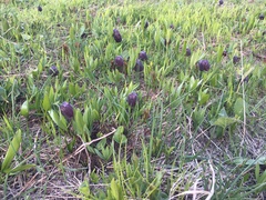 Fritillaria latifolia