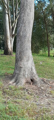 Trichoglossus moluccanus