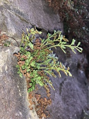 Asplenium ruta-muraria