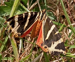Euplagia quadripunctaria