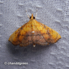 Hyalobathra micralis