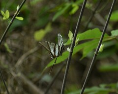 Protographium epidaus fenochionis