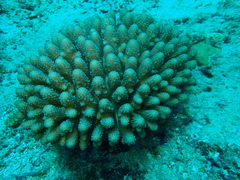 Acropora globiceps