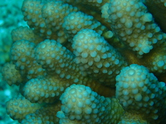 Acropora globiceps