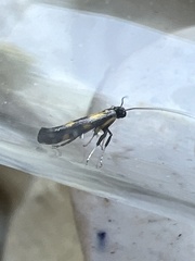 Euspilapteryx auroguttella